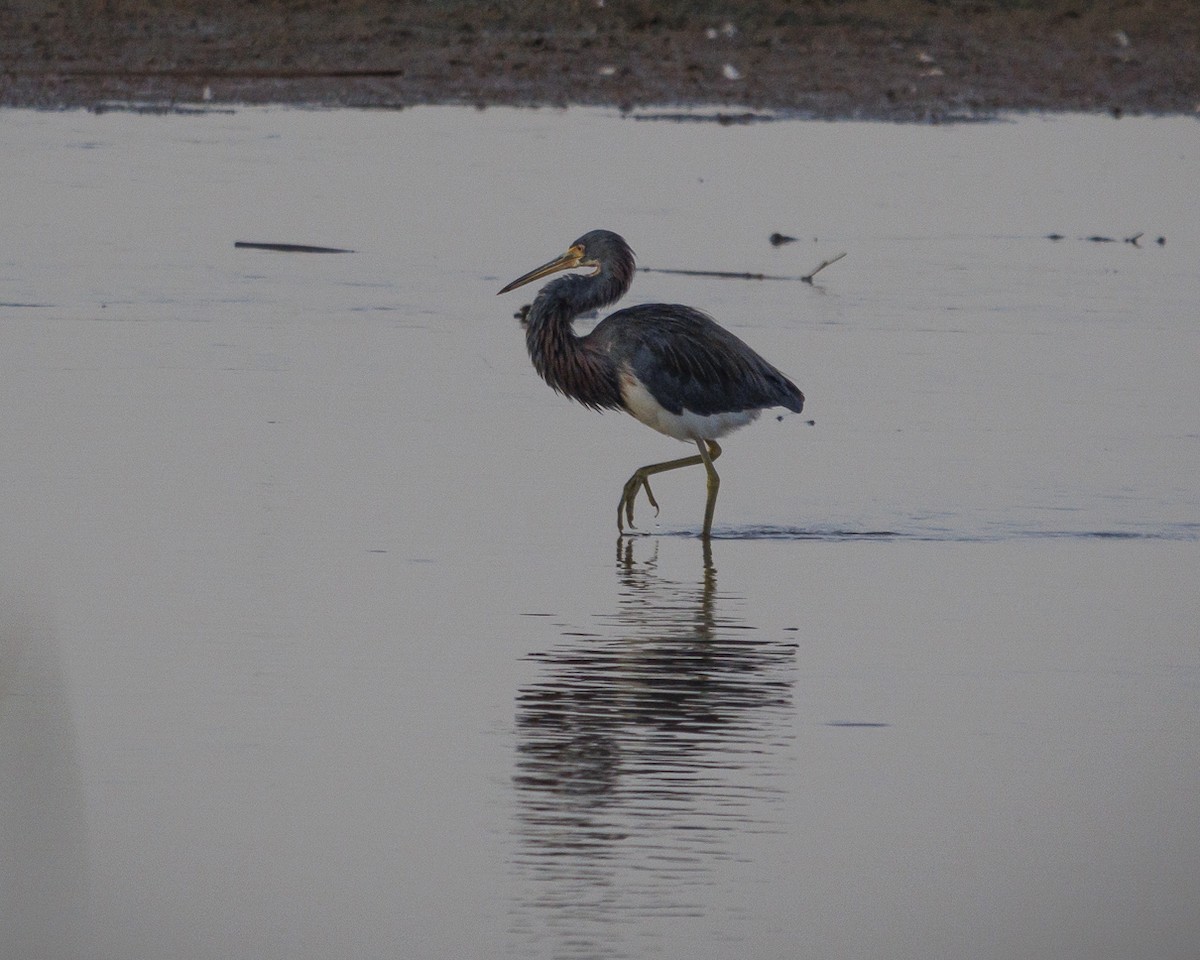 Tricolored Heron - ML640775234