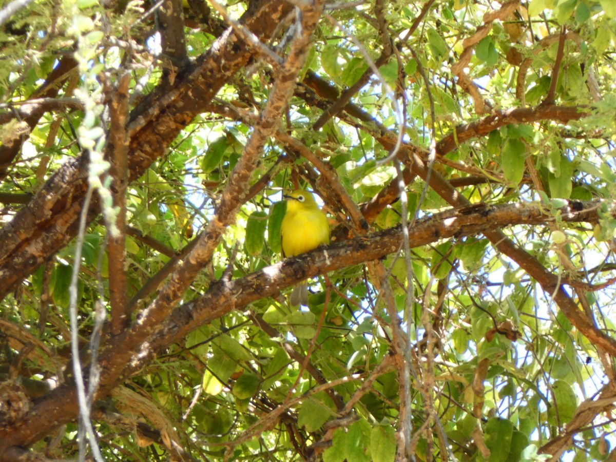 Südbrillenvogel - ML640775267