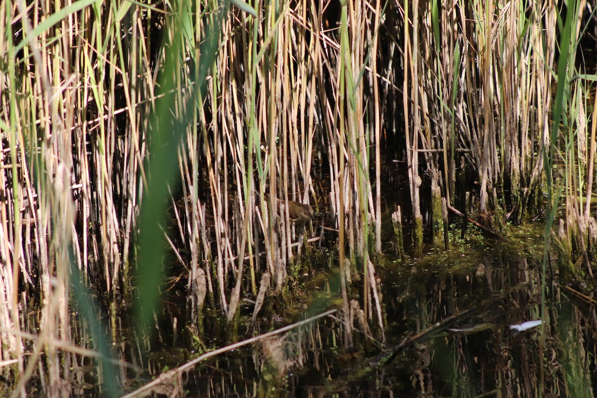 Common Reed Warbler - ML640775320