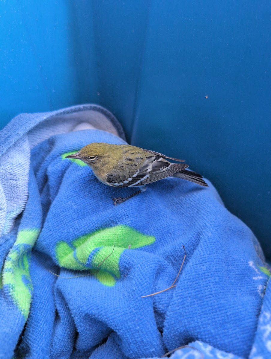 lesňáček kaštanový - ML640775338