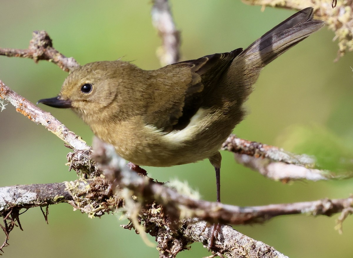 White-sided Flowerpiercer - ML640775375