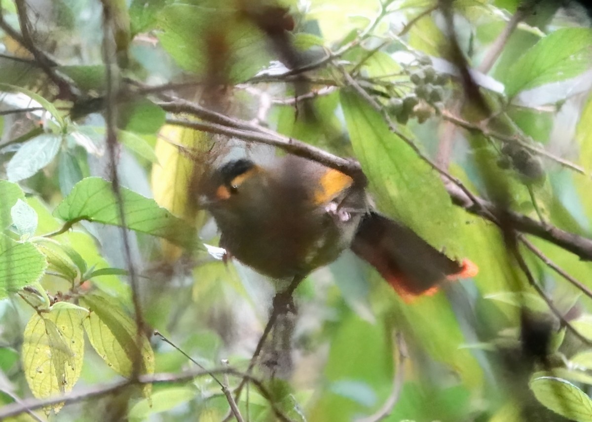 Bugun Liocichla - ML640775539