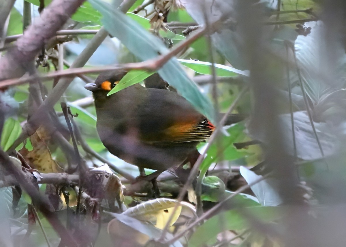 Bugun Liocichla - ML640775540