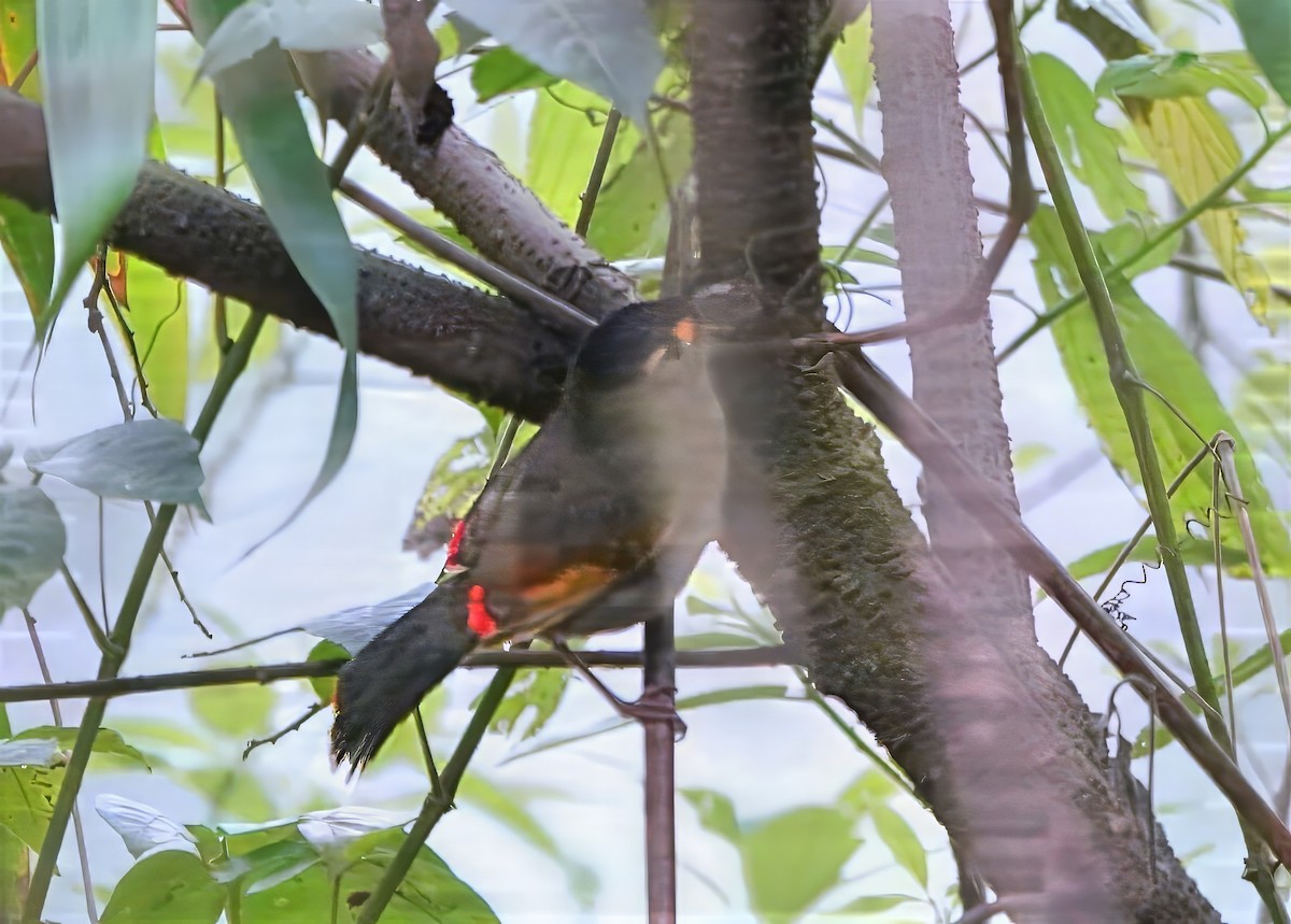 Bugun Liocichla - ML640775541