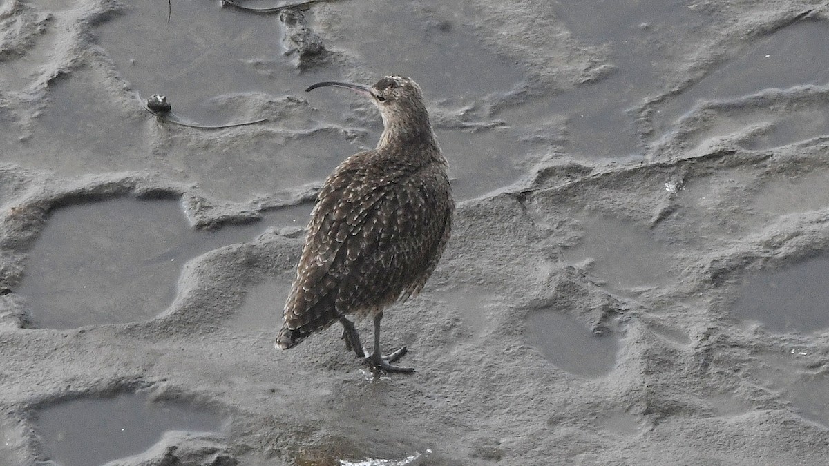 Whimbrel (Hudsonian) - ML640775558