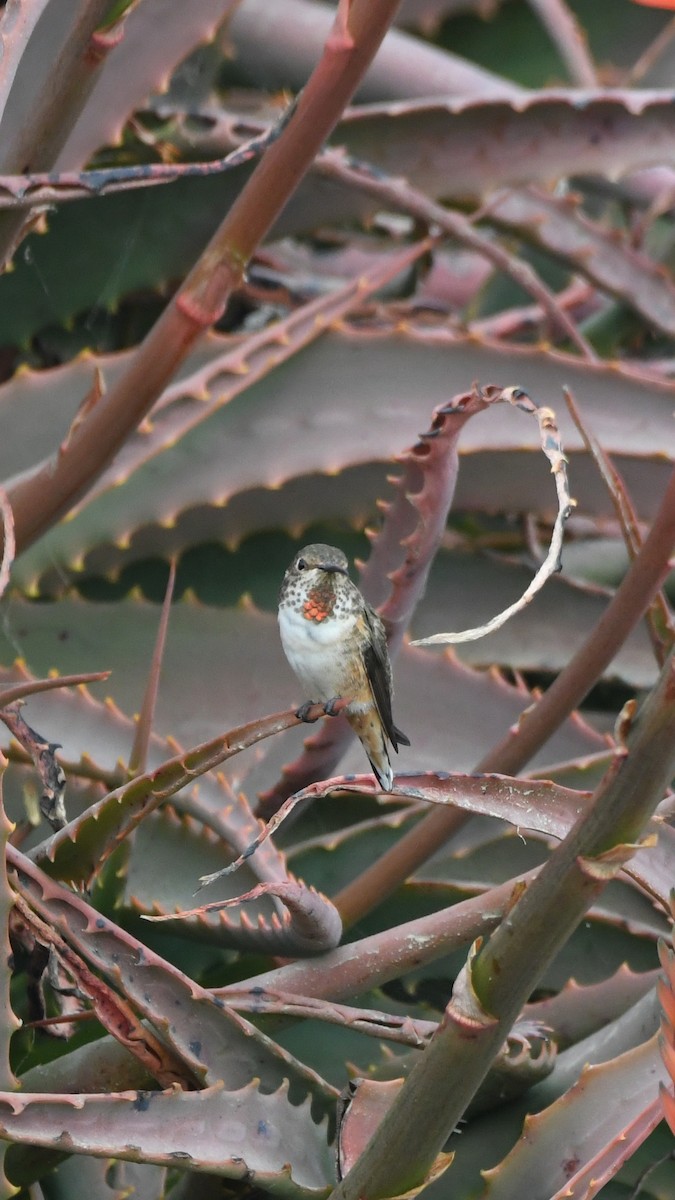 Allen's Hummingbird - ML640775559
