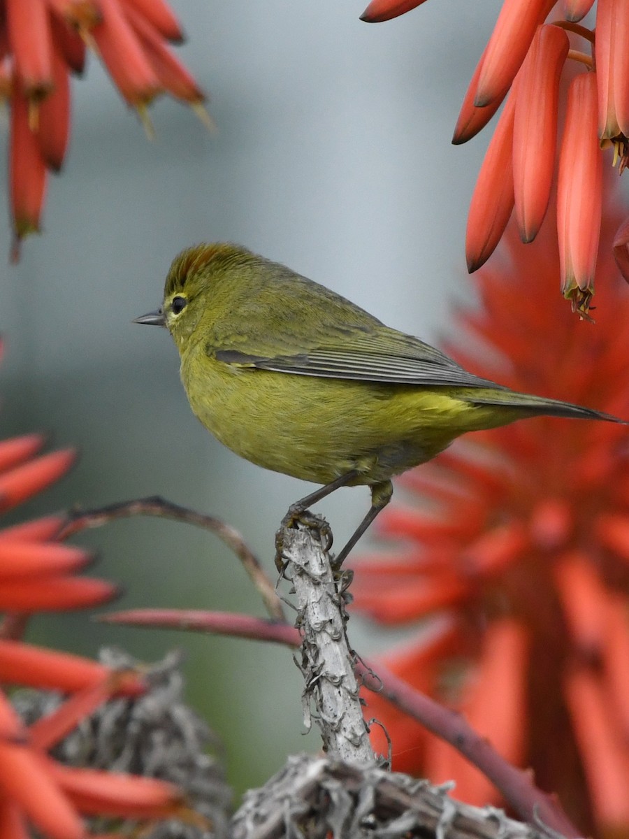 Orange-crowned Warbler - ML640775560