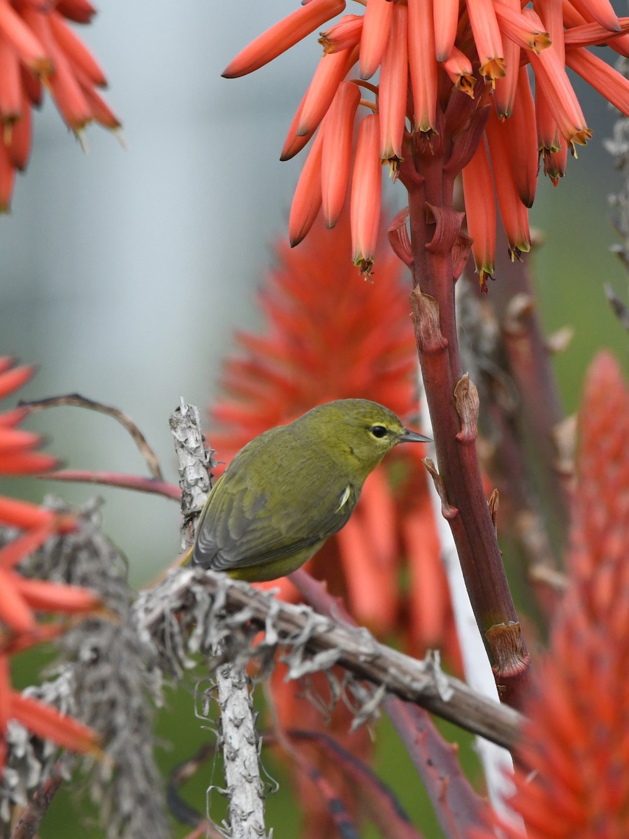 Orange-crowned Warbler - ML640775562