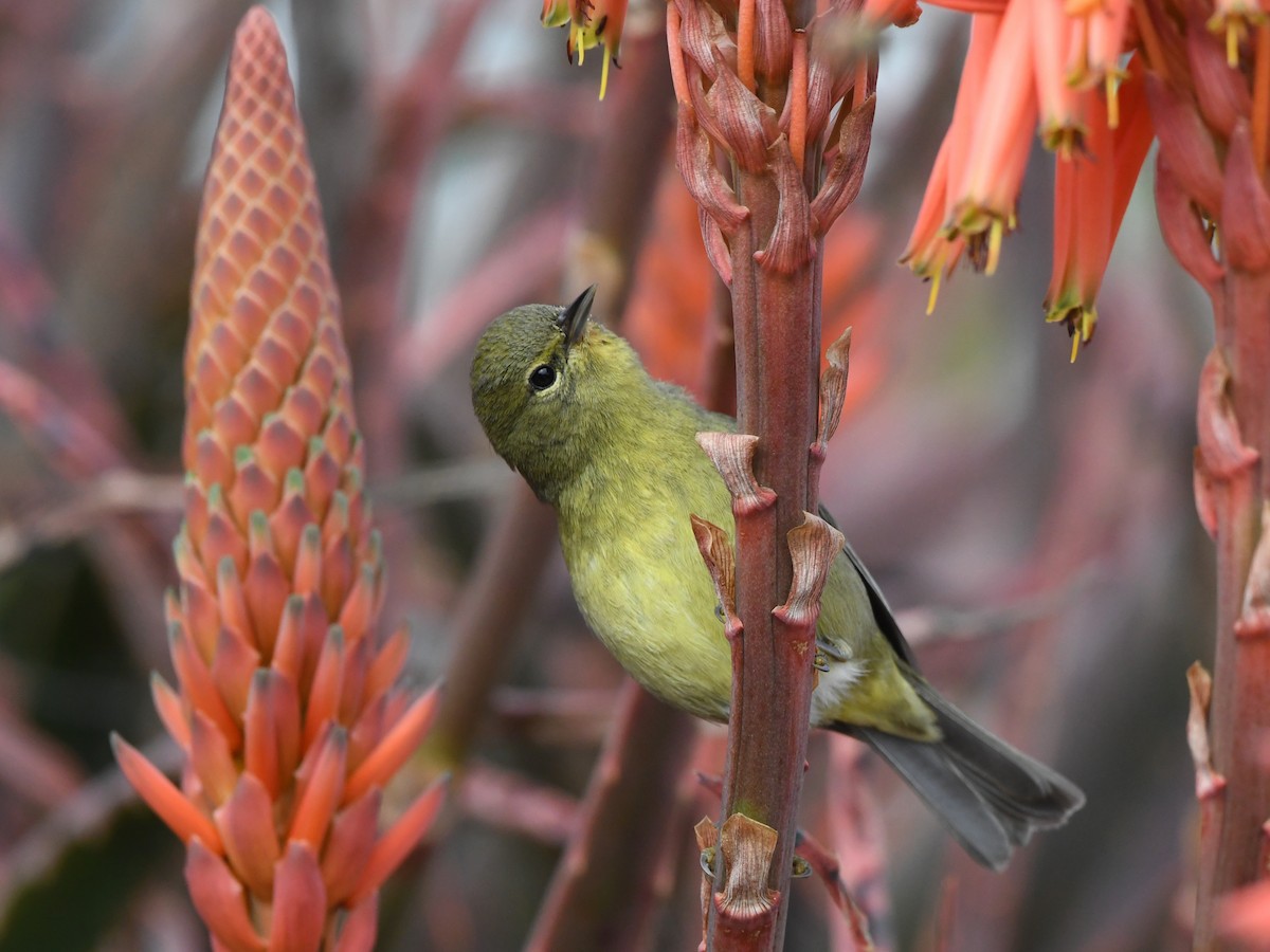 Orange-crowned Warbler - ML640775565