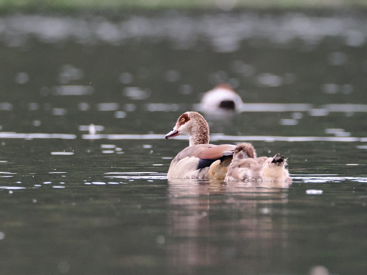 Egyptian Goose - ML640775588