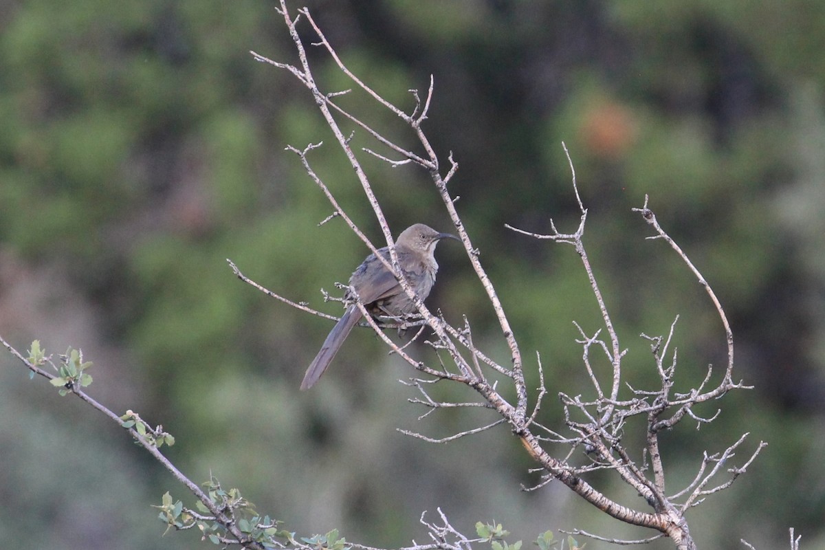 Crissal Thrasher - ML640775635