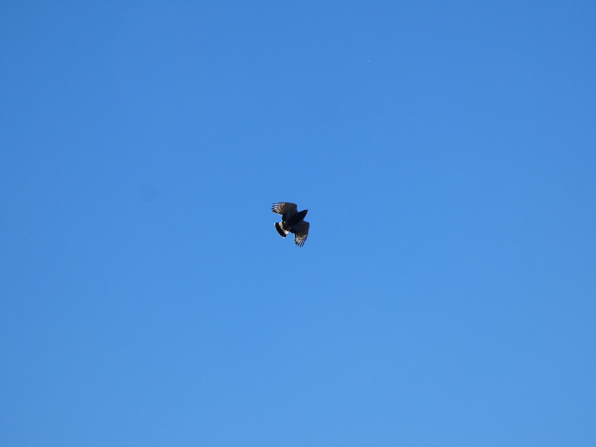 Western Banded Snake-Eagle - ML640775663
