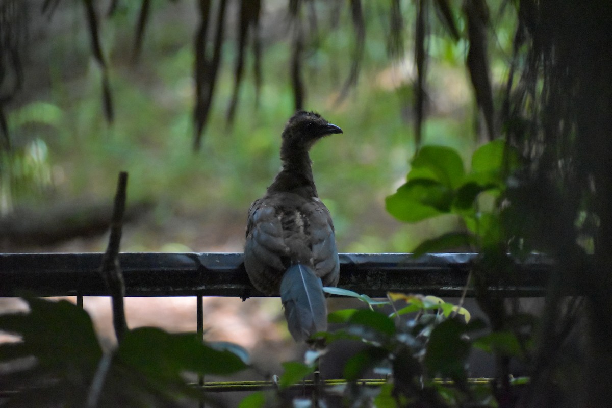 Plain Chachalaca - ML640775667