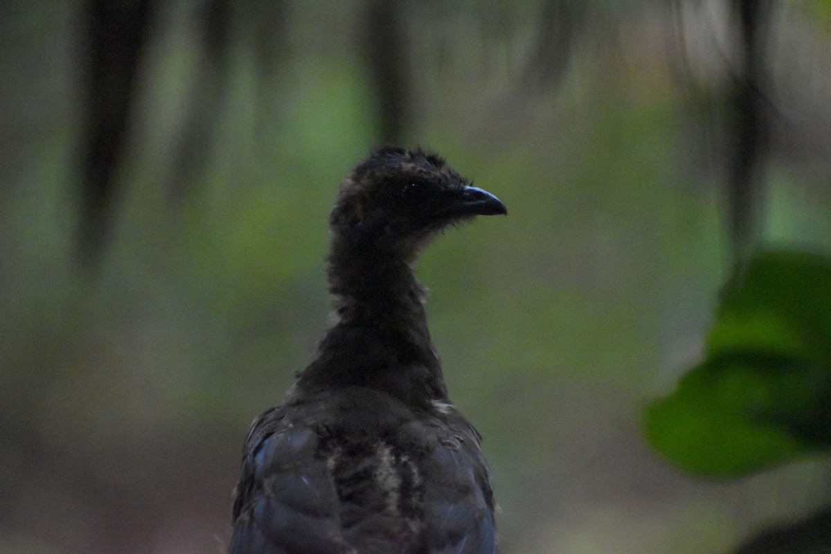 Plain Chachalaca - ML640775668