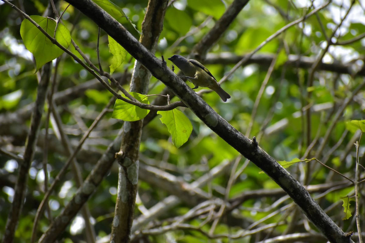 Tangara Aliamarilla - ML640775705