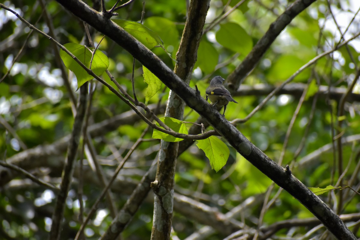 Tangara Aliamarilla - ML640775706