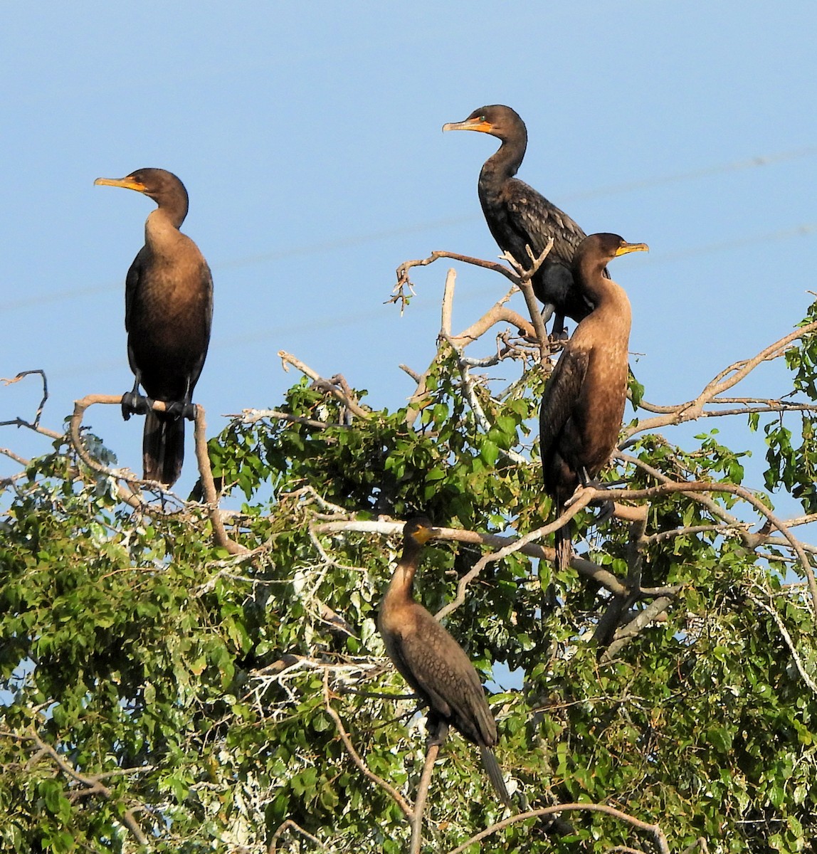 Double-crested Cormorant - ML640775710