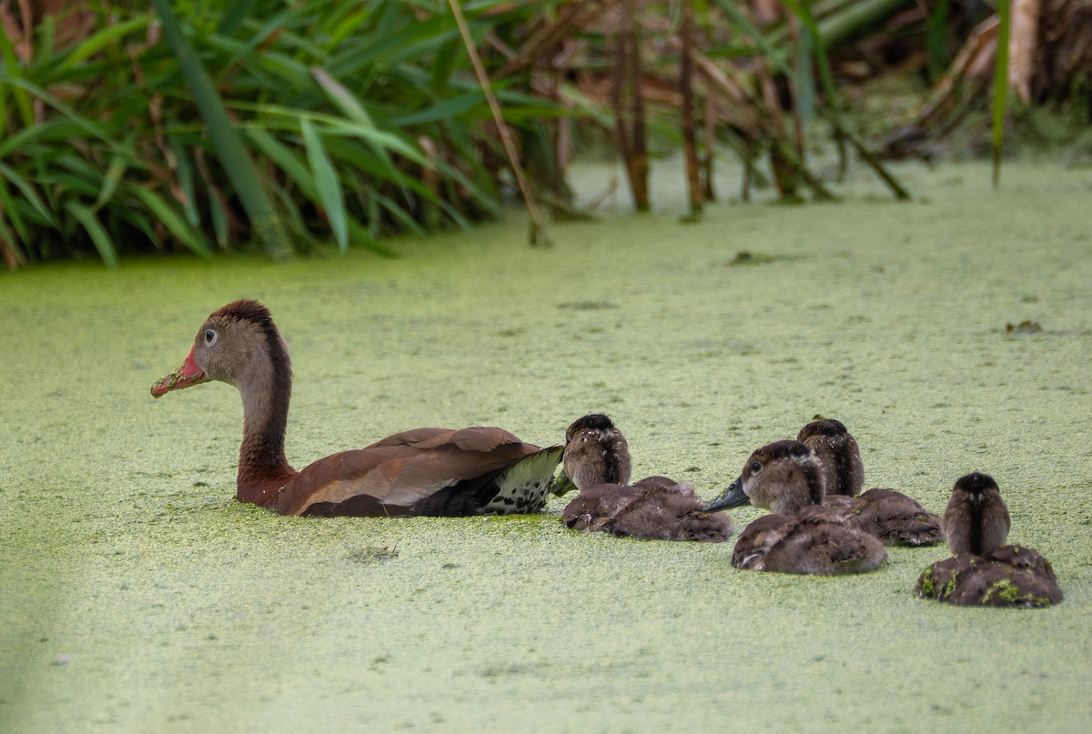 Black-bellied Whistling-Duck - ML640775755