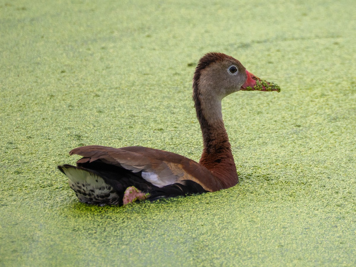 Black-bellied Whistling-Duck - ML640775756
