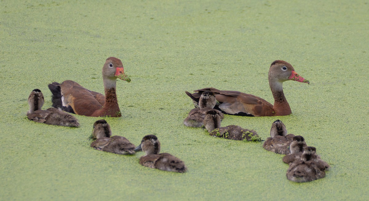 Black-bellied Whistling-Duck - ML640775757
