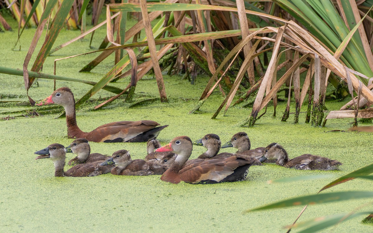Black-bellied Whistling-Duck - ML640775758
