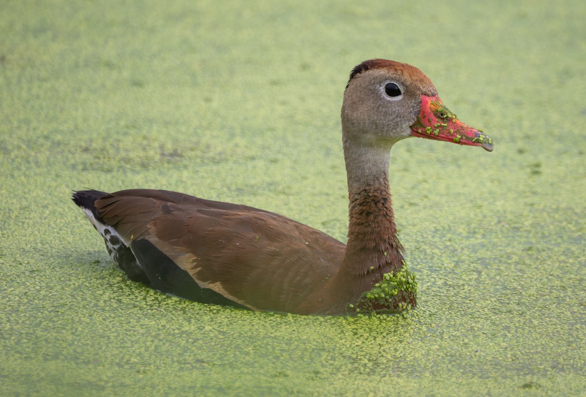 Black-bellied Whistling-Duck - ML640775759