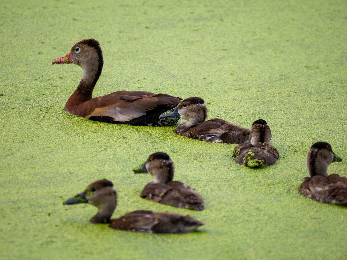 Black-bellied Whistling-Duck - ML640775760