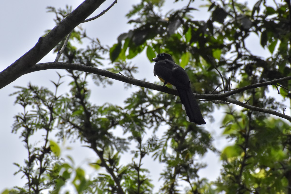 Black-headed Trogon - ML640775779
