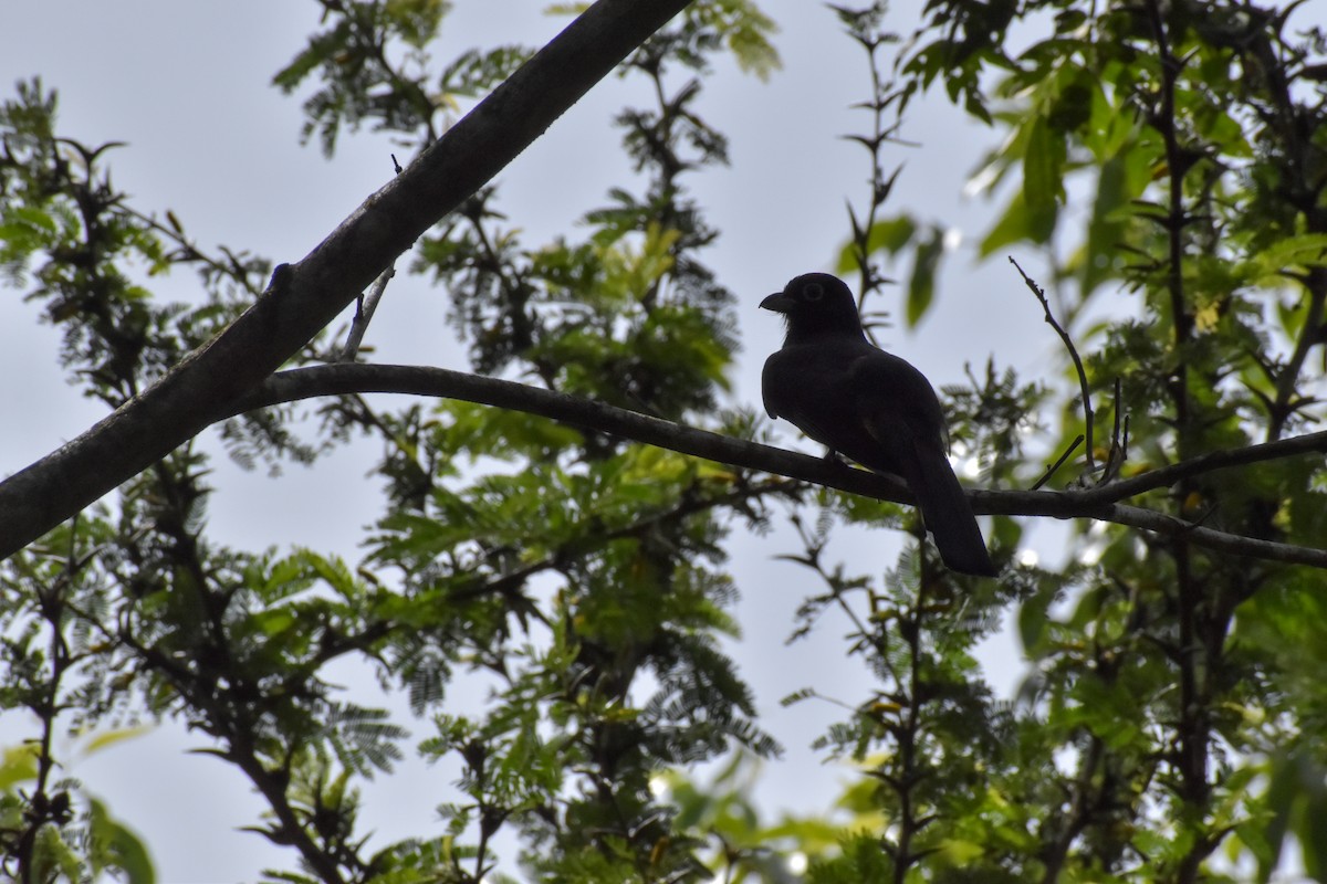 Black-headed Trogon - ML640775792