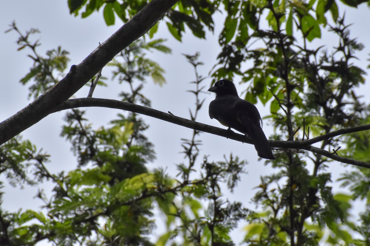 Black-headed Trogon - ML640775797