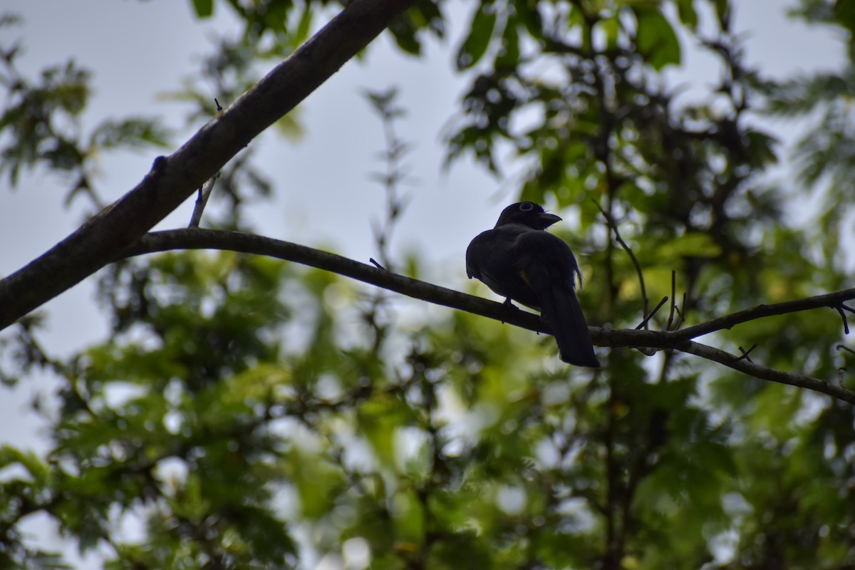 Black-headed Trogon - ML640775810