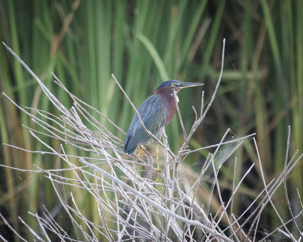 Green Heron - ML640775830
