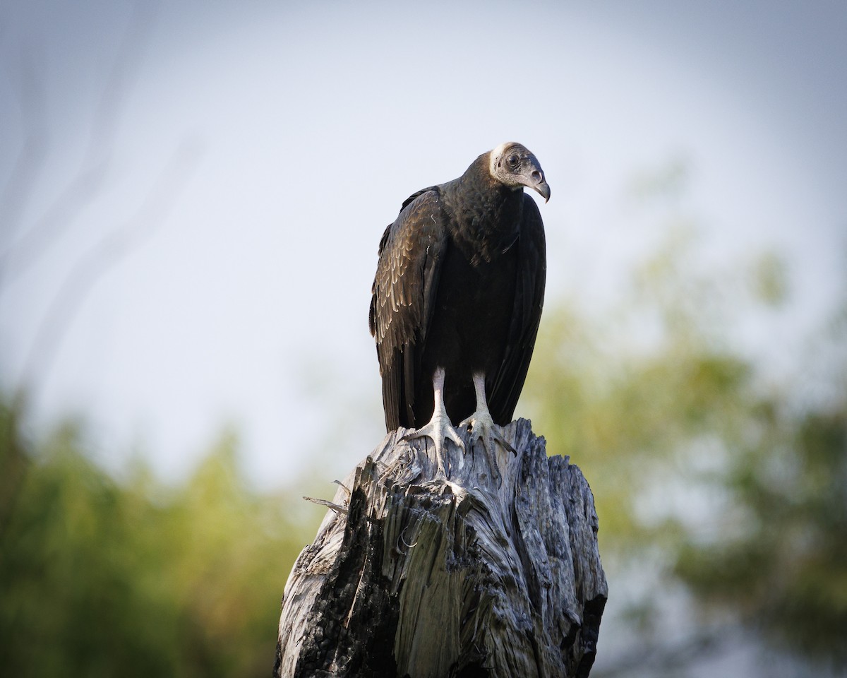 Turkey Vulture - ML640775833