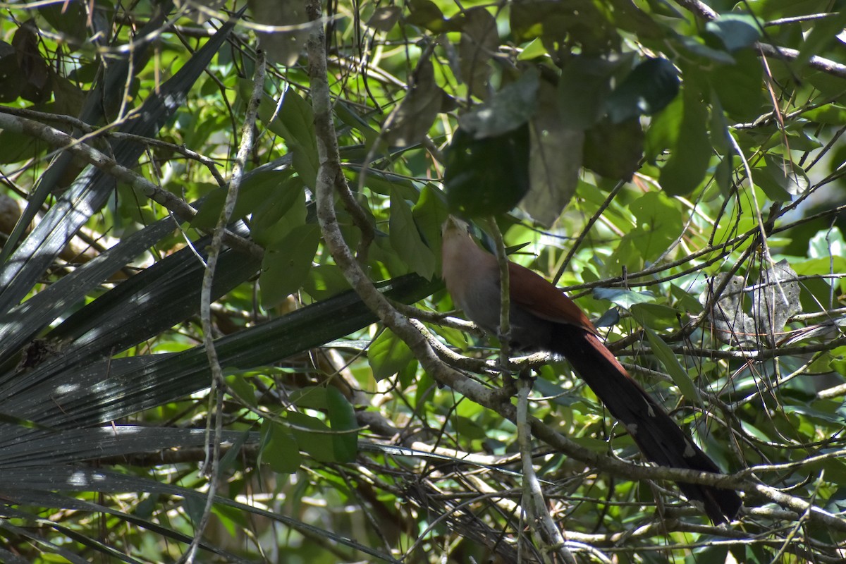 Squirrel Cuckoo - ML640775849