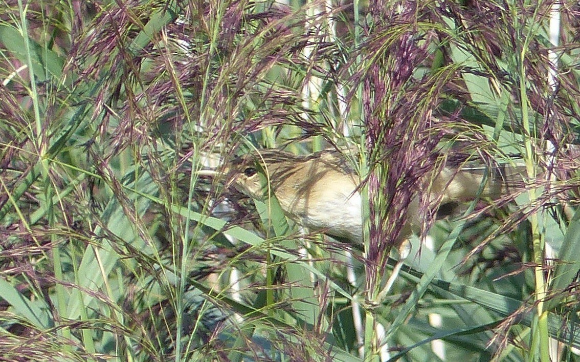 Common Reed Warbler - ML640775857