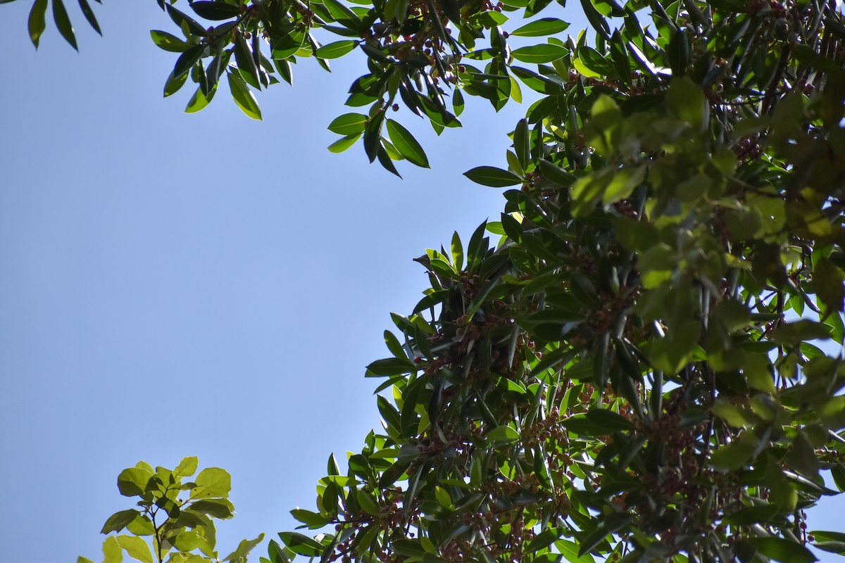 Pale-vented Pigeon - ML640775875