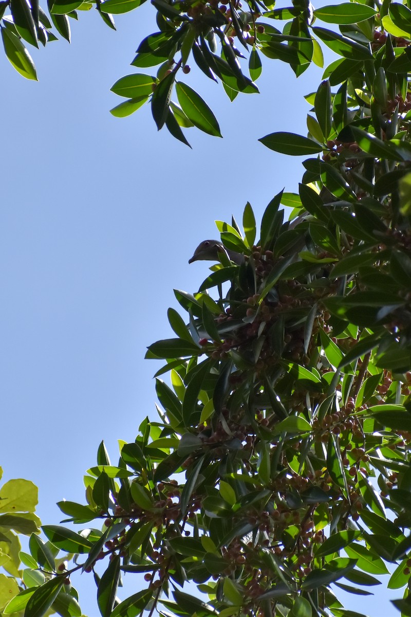 Pale-vented Pigeon - ML640775878