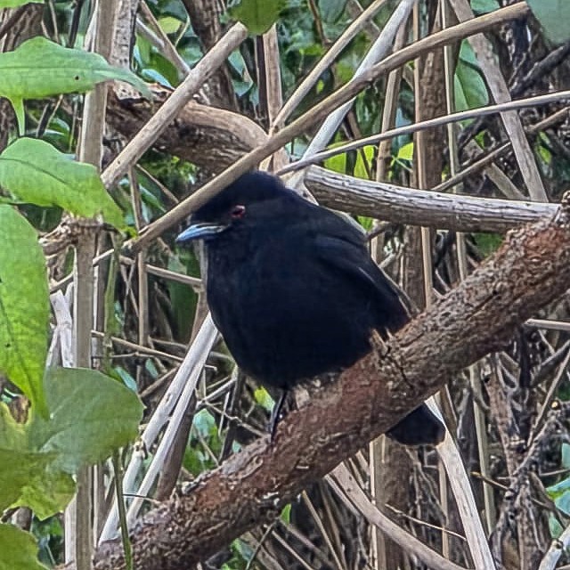 Blue-billed Black-Tyrant - ML640775891
