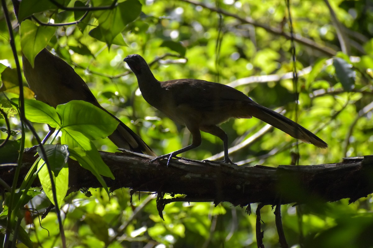 Plain Chachalaca - ML640775920