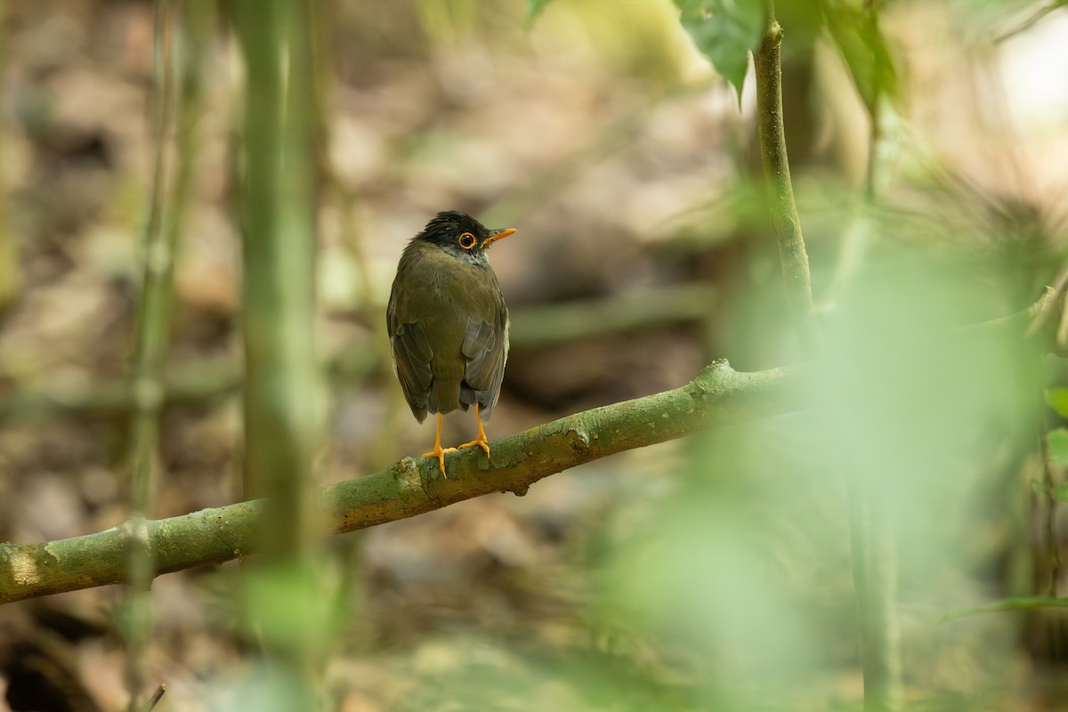 Black-headed Nightingale-Thrush - ML640775936