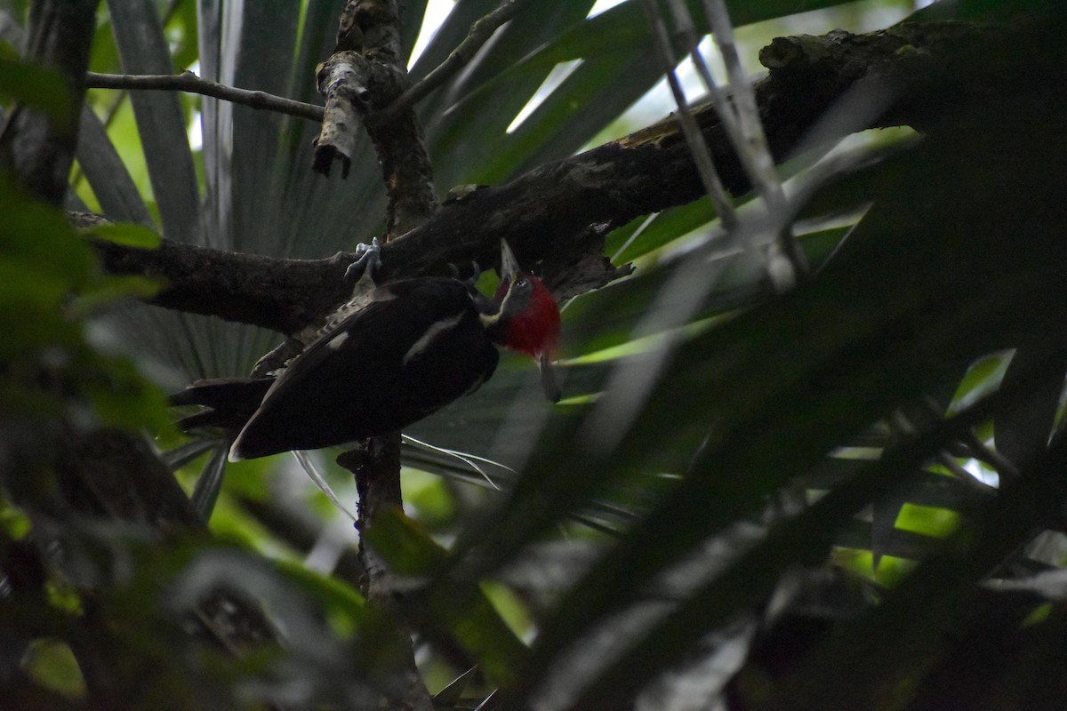 Lineated Woodpecker - ML640775948