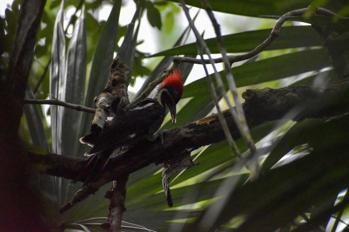 Lineated Woodpecker - ML640775950