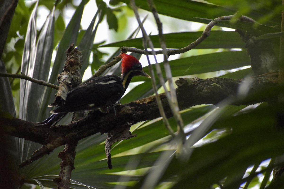 Lineated Woodpecker - ML640775958