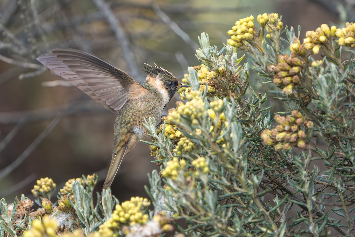 okerhjelmkolibri - ML640775959