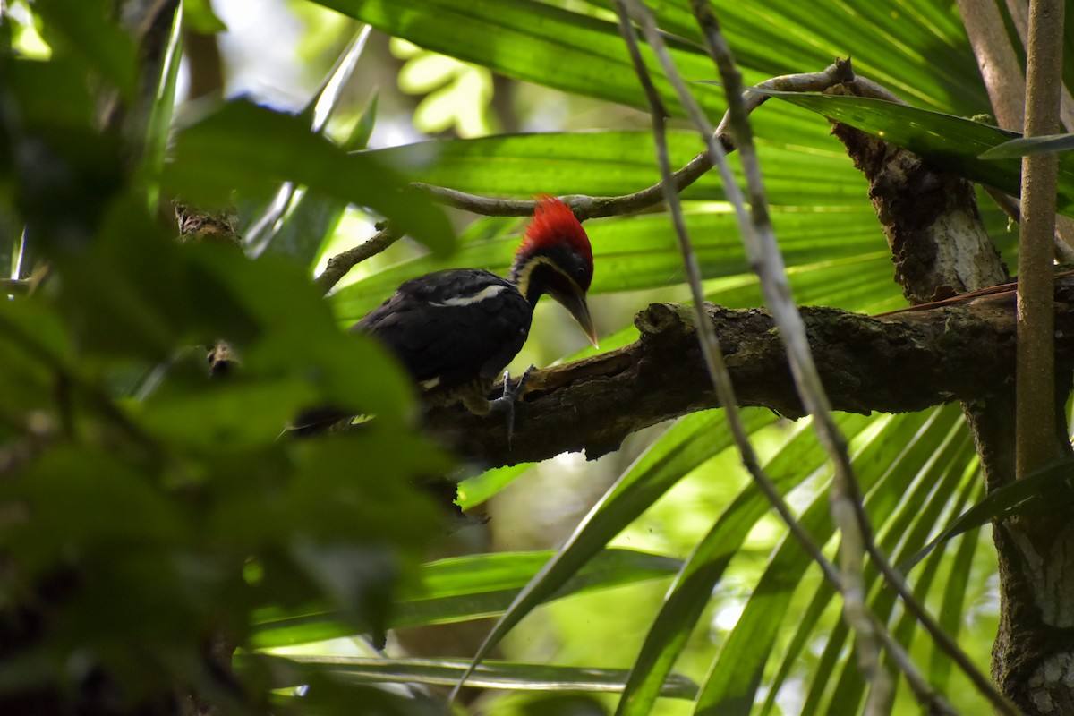 Lineated Woodpecker - ML640775960