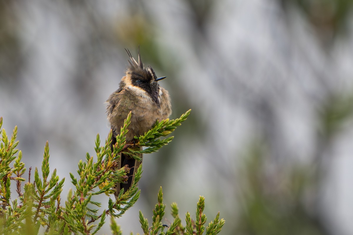 okerhjelmkolibri - ML640775962