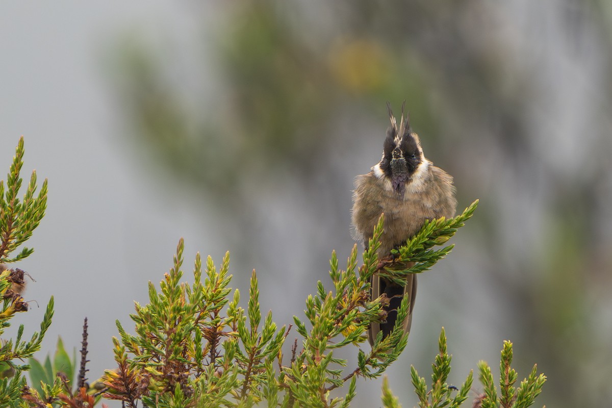 okerhjelmkolibri - ML640775965