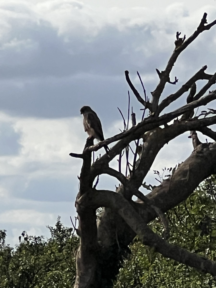Eurasian Kestrel - ML640775966