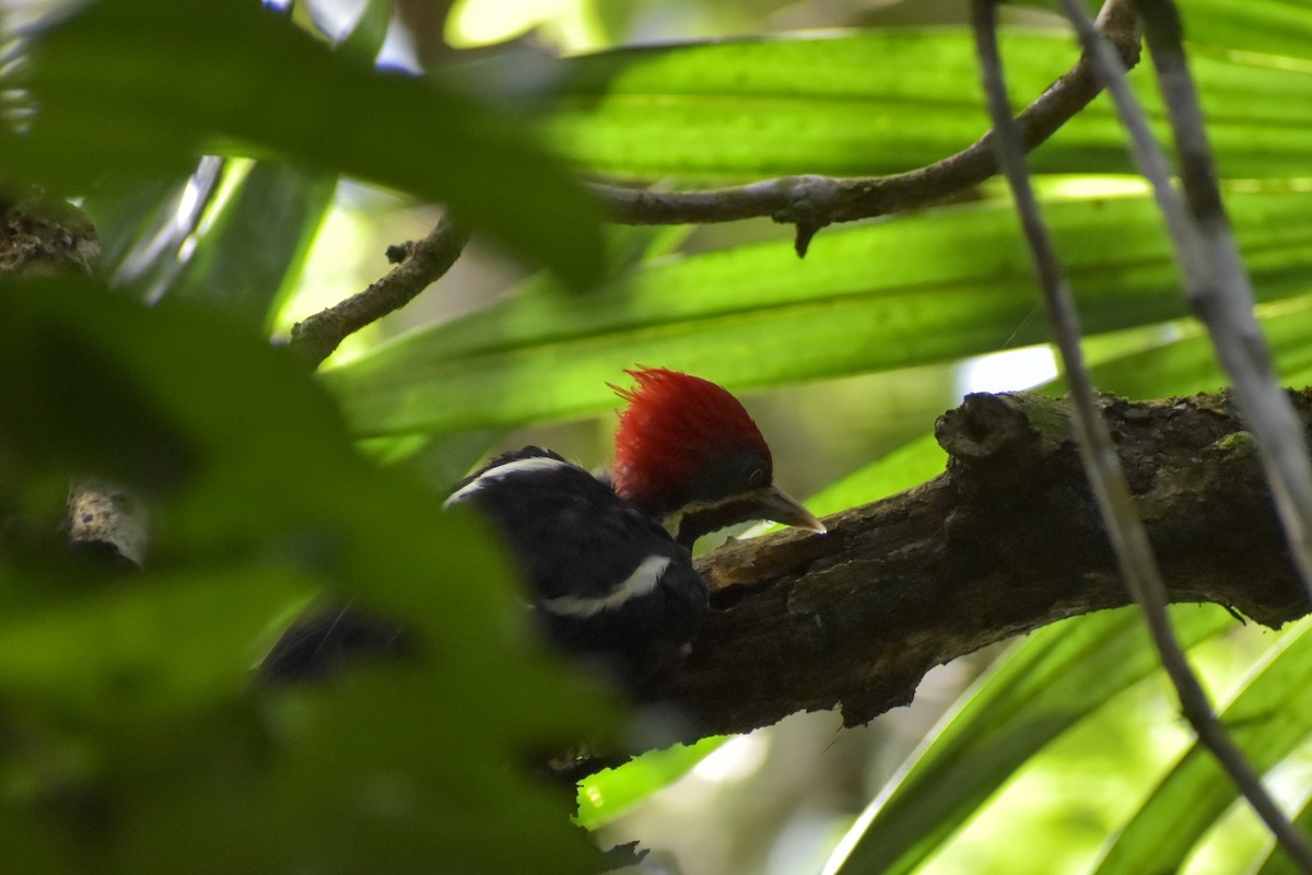 Lineated Woodpecker - ML640775970