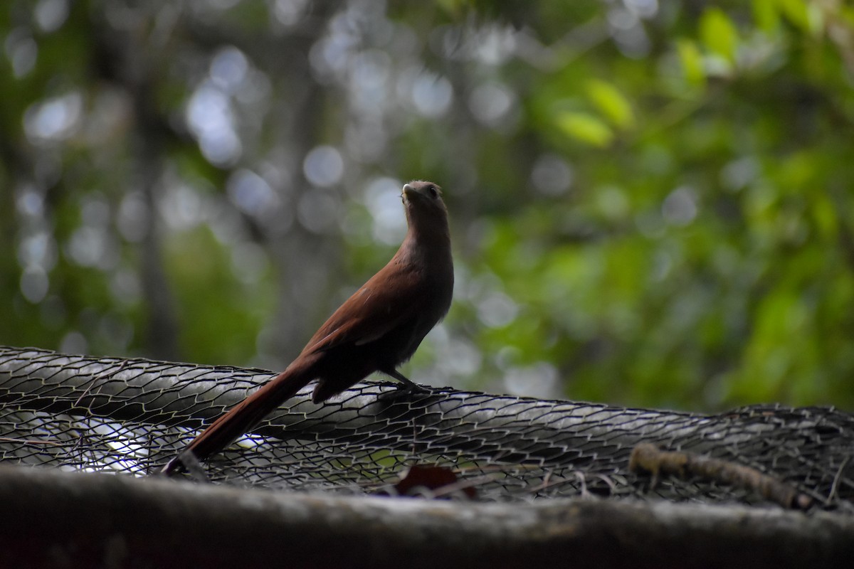 Squirrel Cuckoo - ML640775998